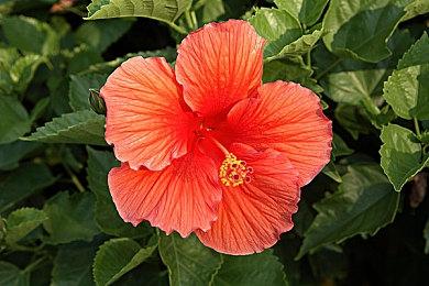 《永恒轮回》全新皮肤发布 飒爽巫女和英气剑客